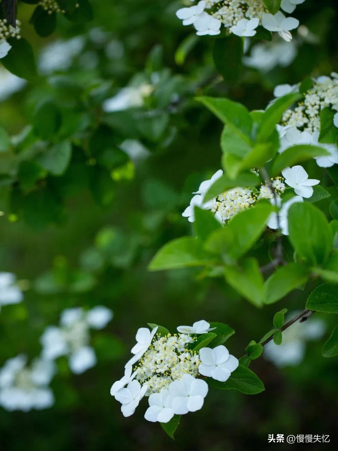 形容琼花唯美古诗（六首琼花经典诗词）