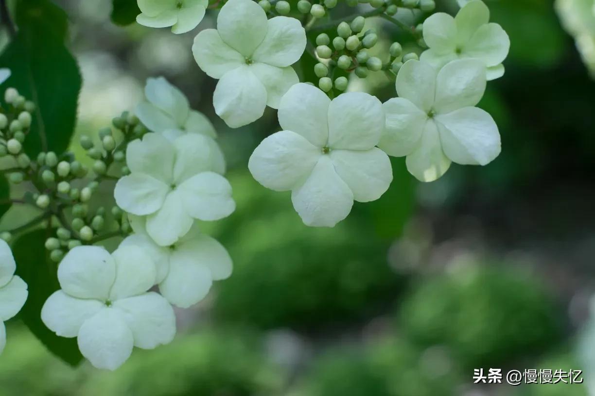 形容琼花唯美古诗（六首琼花经典诗词）