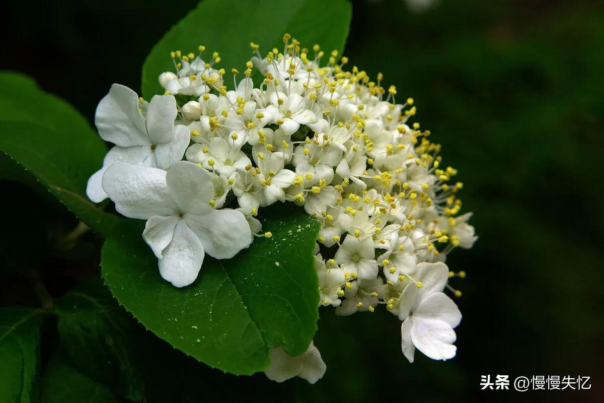 形容琼花唯美古诗（六首琼花经典诗词）