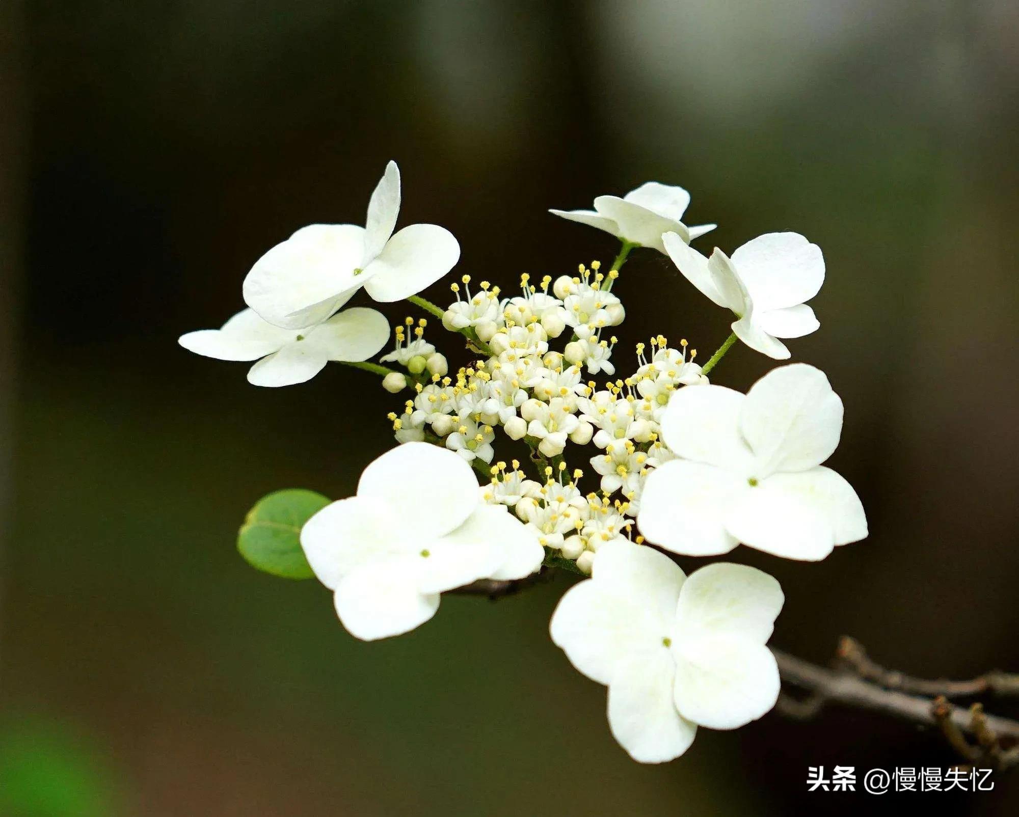 形容琼花唯美古诗（六首琼花经典诗词）