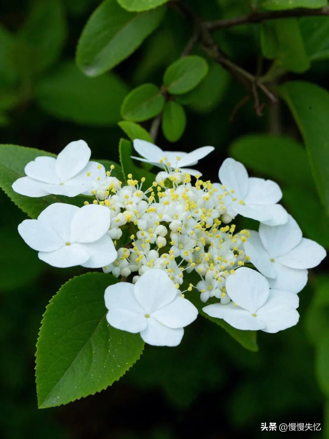 形容琼花唯美古诗（六首琼花经典诗词）