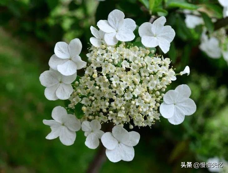 形容琼花唯美古诗（六首琼花经典诗词）