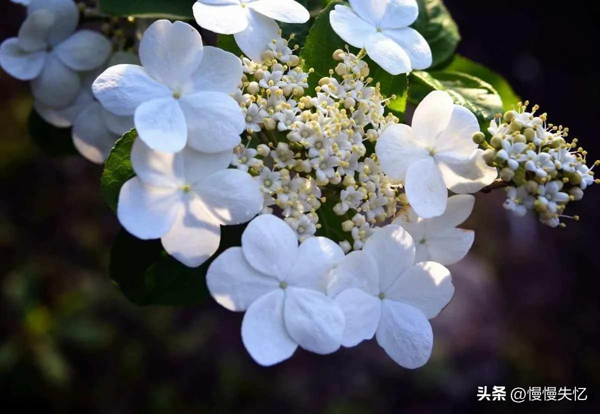 形容琼花唯美古诗（六首琼花经典诗词）