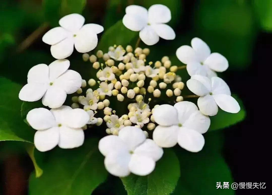 形容琼花唯美古诗（六首琼花经典诗词）