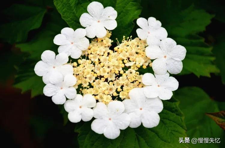 形容琼花唯美古诗（六首琼花经典诗词）