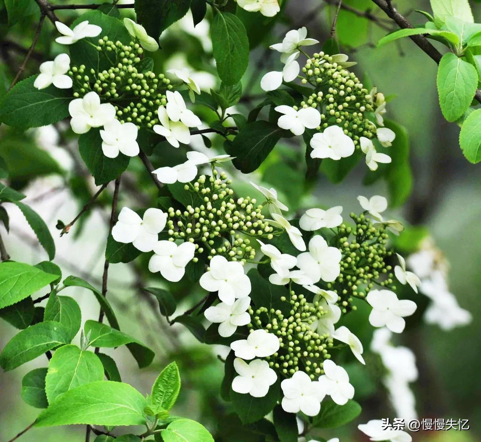 形容琼花唯美古诗（六首琼花经典诗词）