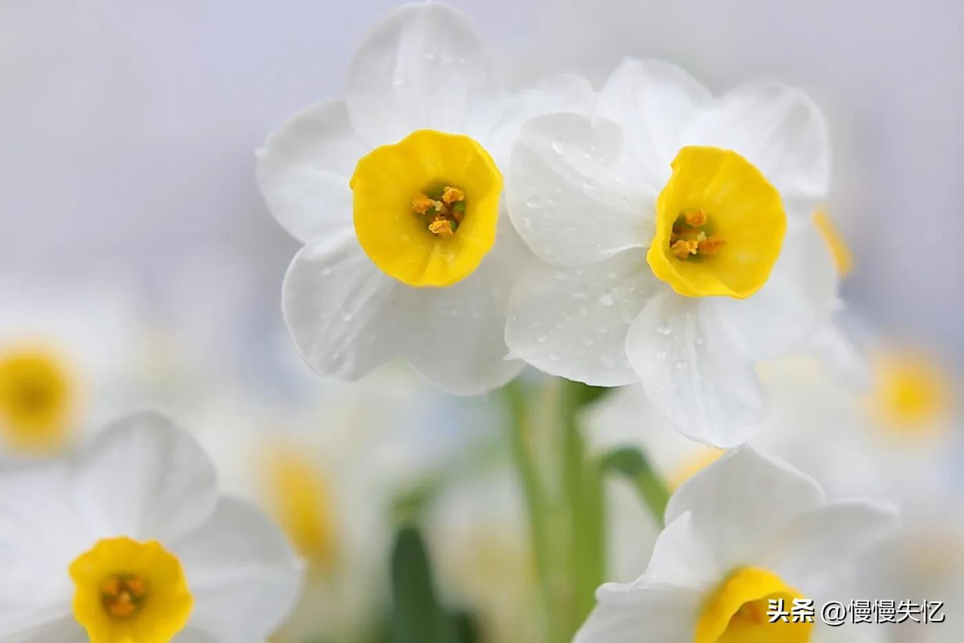 凌波仙子生尘袜，水上轻盈步微月（7首宋代水仙花诗词）