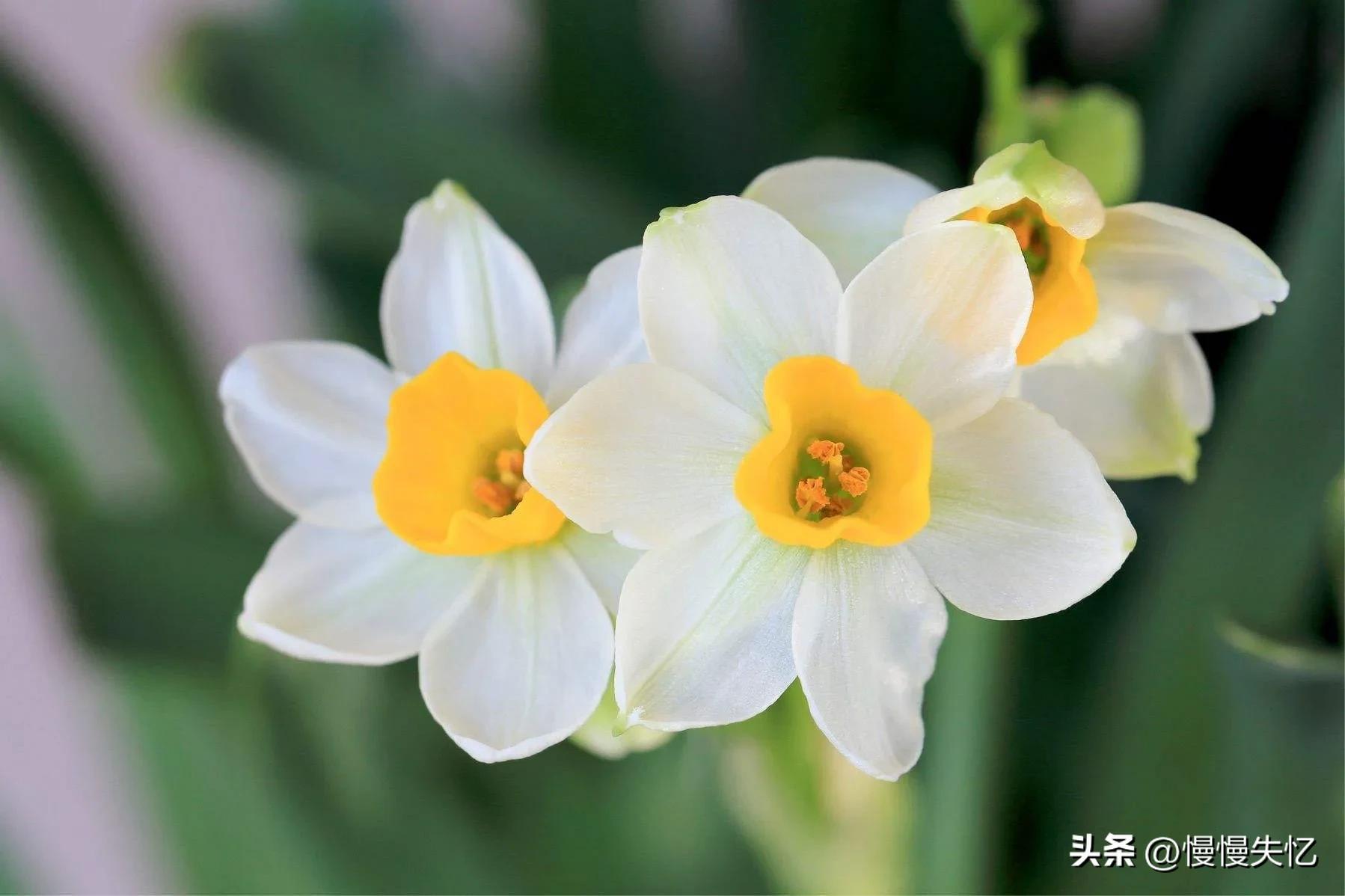 凌波仙子生尘袜，水上轻盈步微月（7首宋代水仙花诗词）