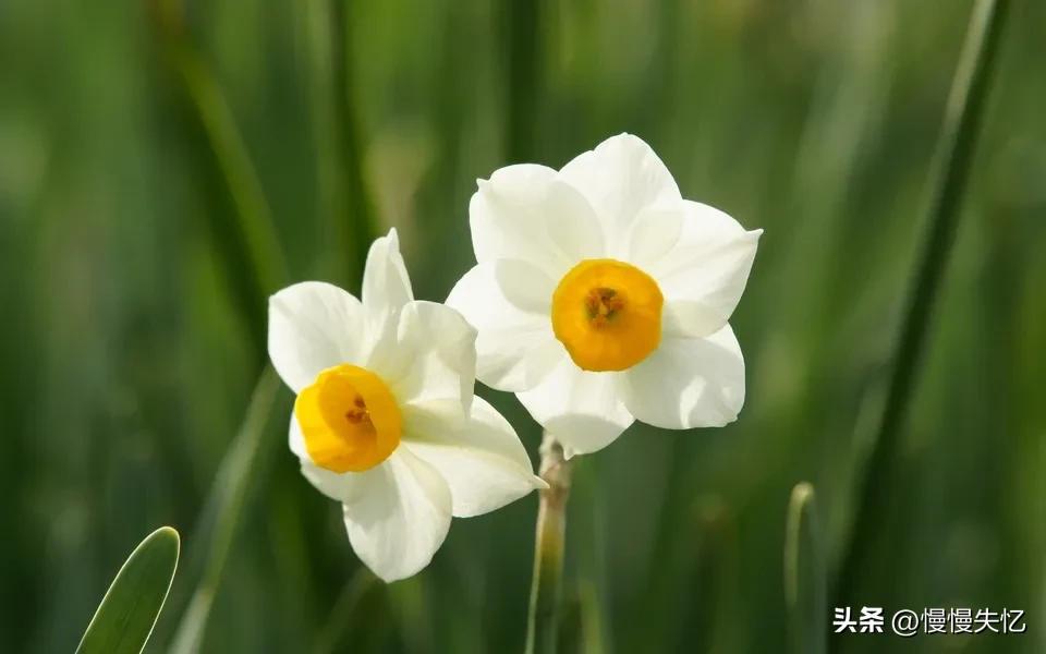 凌波仙子生尘袜，水上轻盈步微月（7首宋代水仙花诗词）