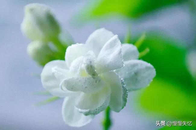 茉莉独立更幽佳，龙涎避香雪避花（7首宋代茉莉花诗词）