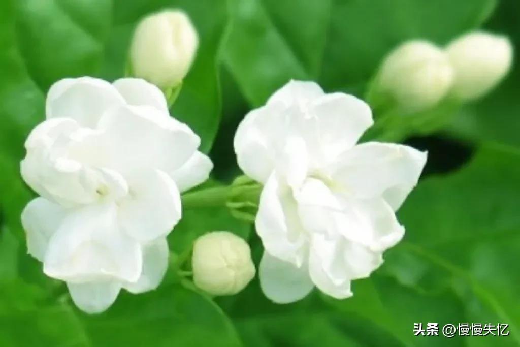 茉莉独立更幽佳，龙涎避香雪避花（7首宋代茉莉花诗词）