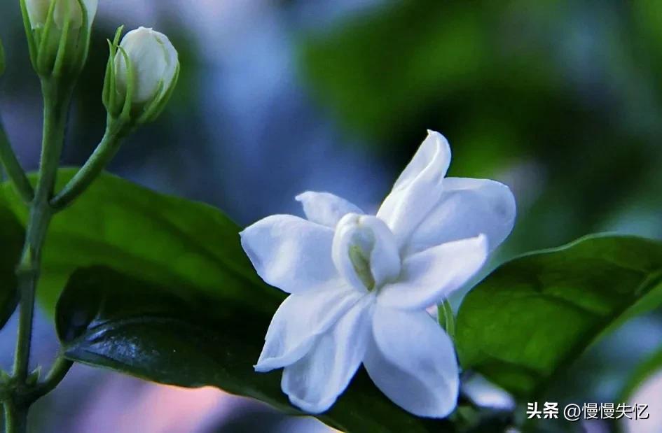 茉莉独立更幽佳，龙涎避香雪避花（7首宋代茉莉花诗词）