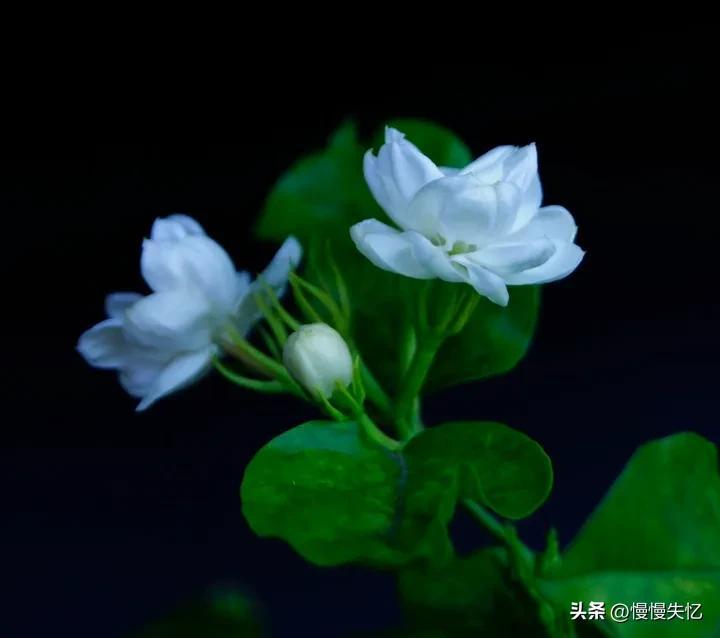 茉莉独立更幽佳，龙涎避香雪避花（7首宋代茉莉花诗词）