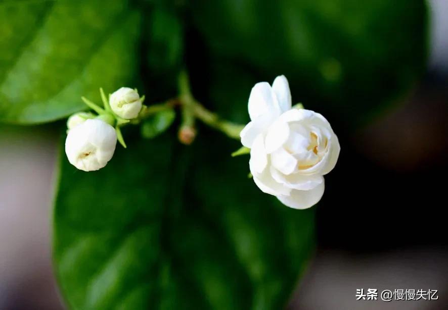 茉莉独立更幽佳，龙涎避香雪避花（7首宋代茉莉花诗词）