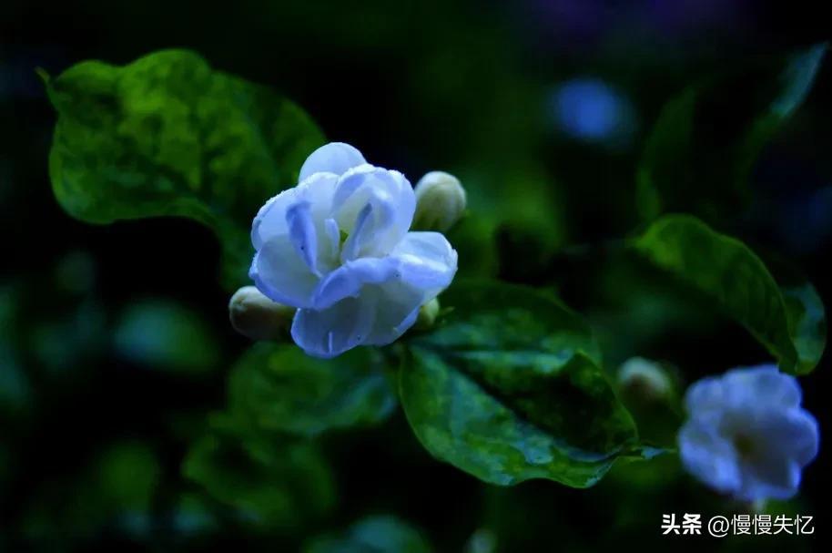 茉莉独立更幽佳，龙涎避香雪避花（7首宋代茉莉花诗词）