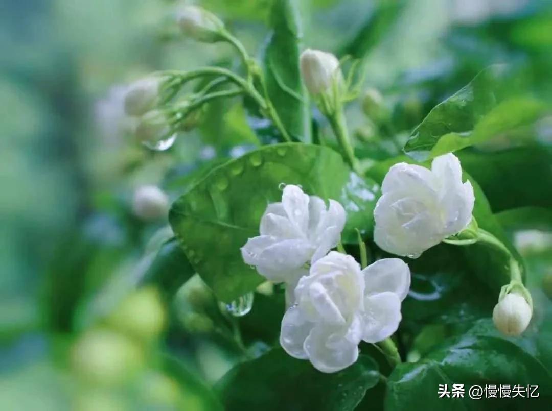 茉莉独立更幽佳，龙涎避香雪避花（7首宋代茉莉花诗词）