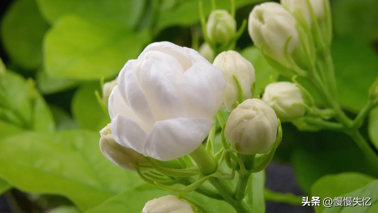 茉莉独立更幽佳，龙涎避香雪避花（7首宋代茉莉花诗词）