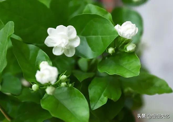 茉莉独立更幽佳，龙涎避香雪避花（7首宋代茉莉花诗词）