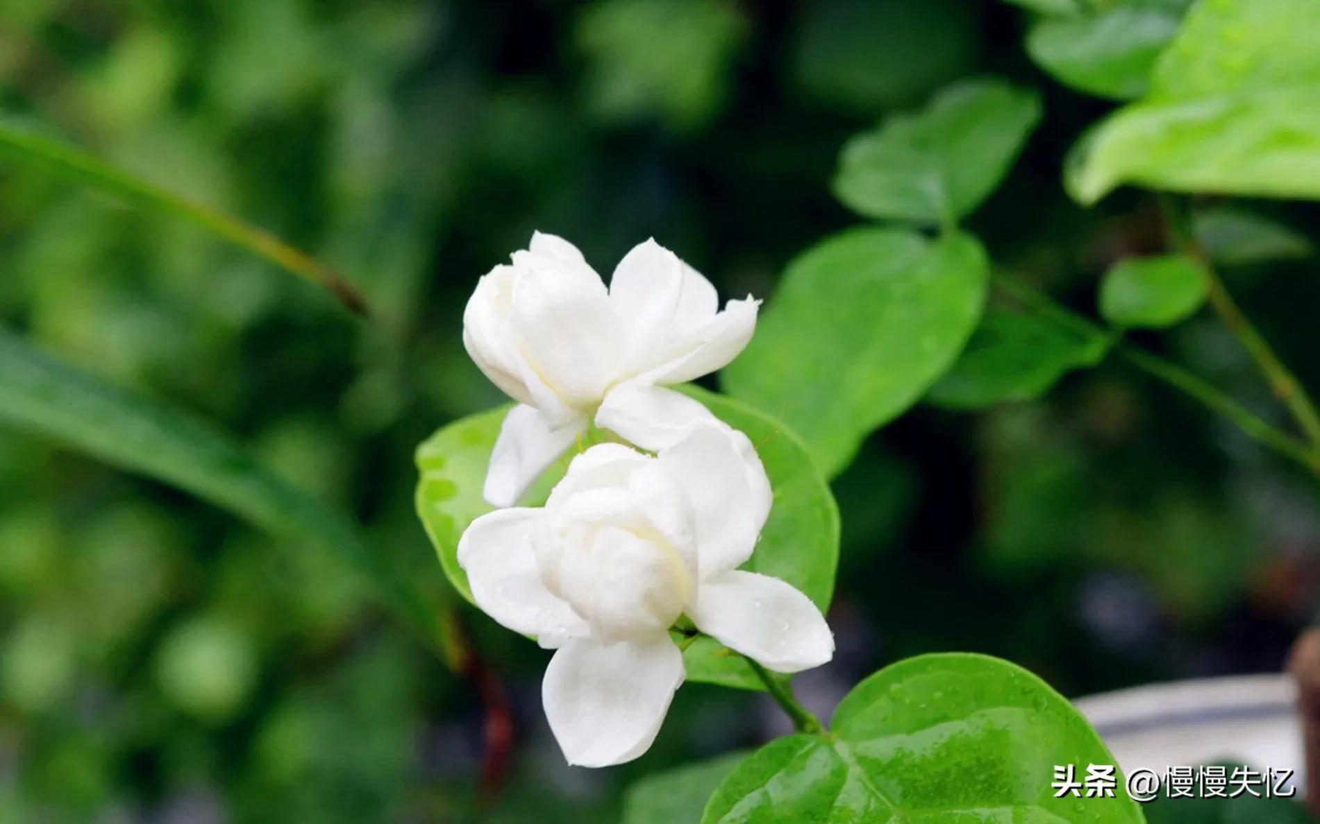 茉莉独立更幽佳，龙涎避香雪避花（7首宋代茉莉花诗词）