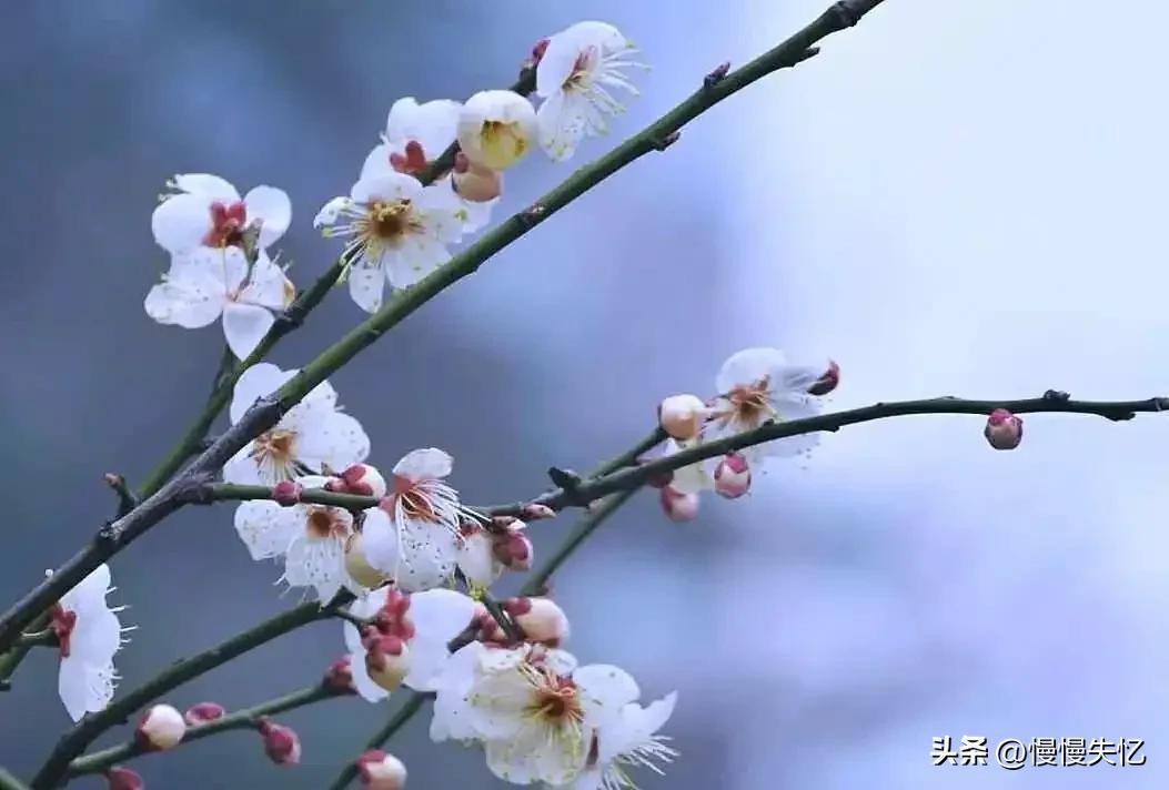 白居易唯美古诗大全（王安石十首唯美五言诗）