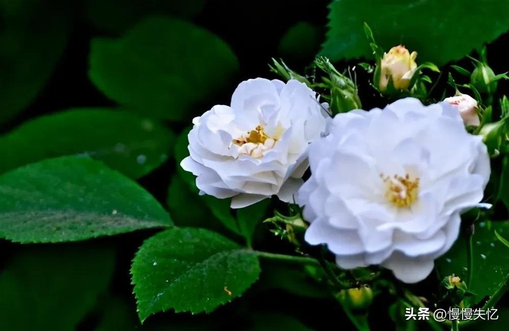 有关荼蘼花唯美古诗（五首宋代荼蘼花诗词）