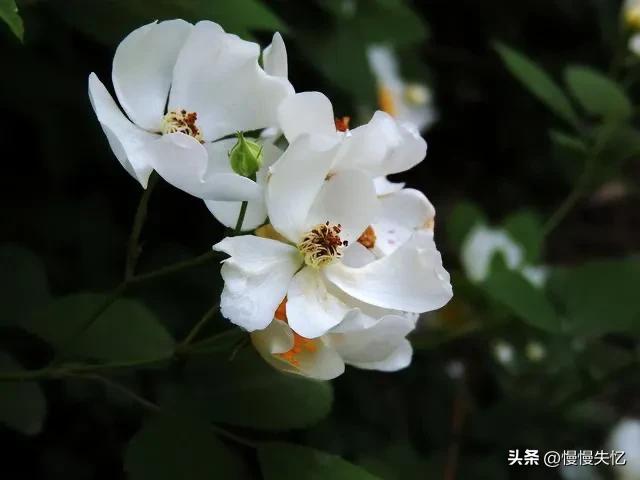 有关荼蘼花唯美古诗（五首宋代荼蘼花诗词）