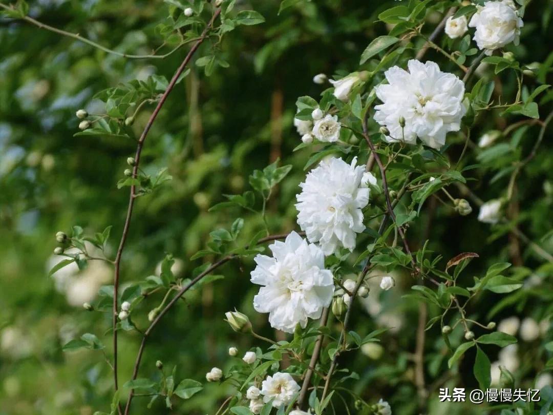 有关荼蘼花唯美古诗（五首宋代荼蘼花诗词）