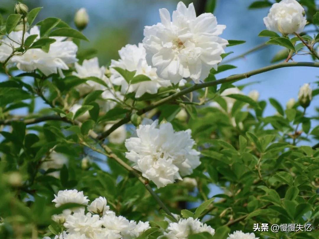 有关荼蘼花唯美古诗（五首宋代荼蘼花诗词）