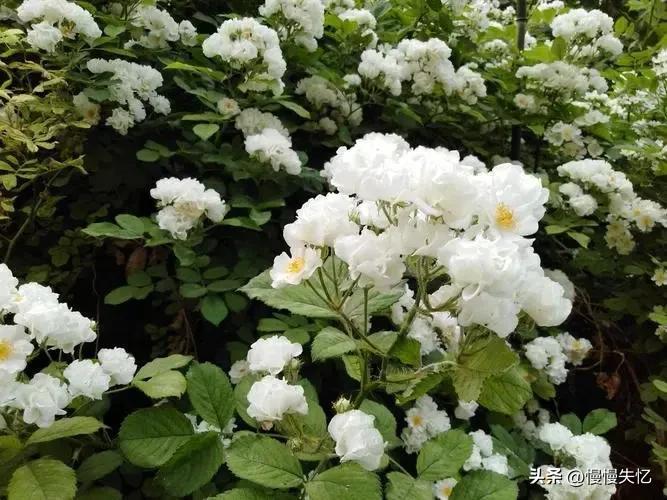 有关荼蘼花唯美古诗（五首宋代荼蘼花诗词）