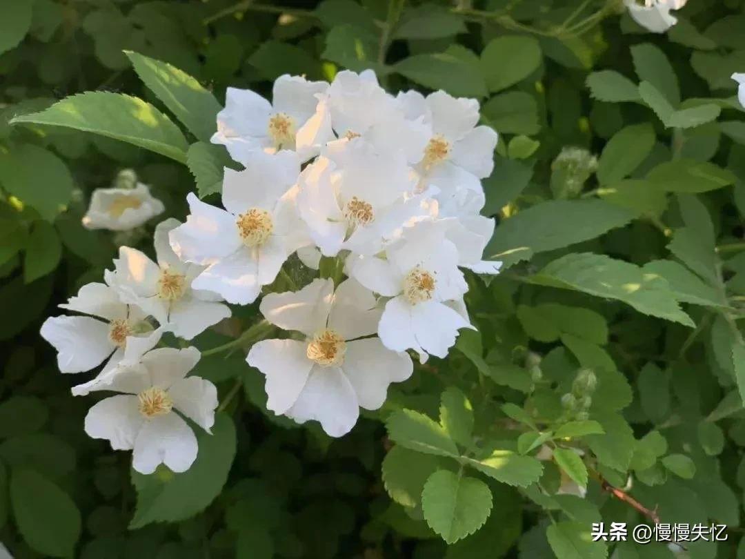 有关荼蘼花唯美古诗（五首宋代荼蘼花诗词）