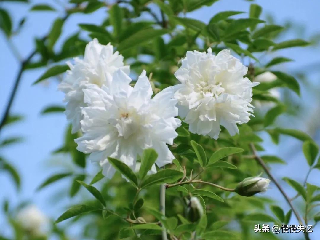 有关荼蘼花唯美古诗（五首宋代荼蘼花诗词）