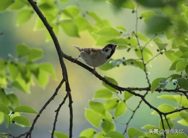 陆游唯美古诗有哪些（陆游14首初夏经典诗词）