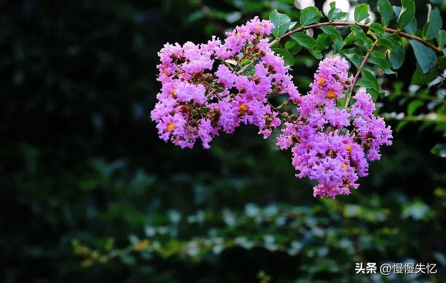 白居易唯美古诗有哪些（白居易十首经典七绝）