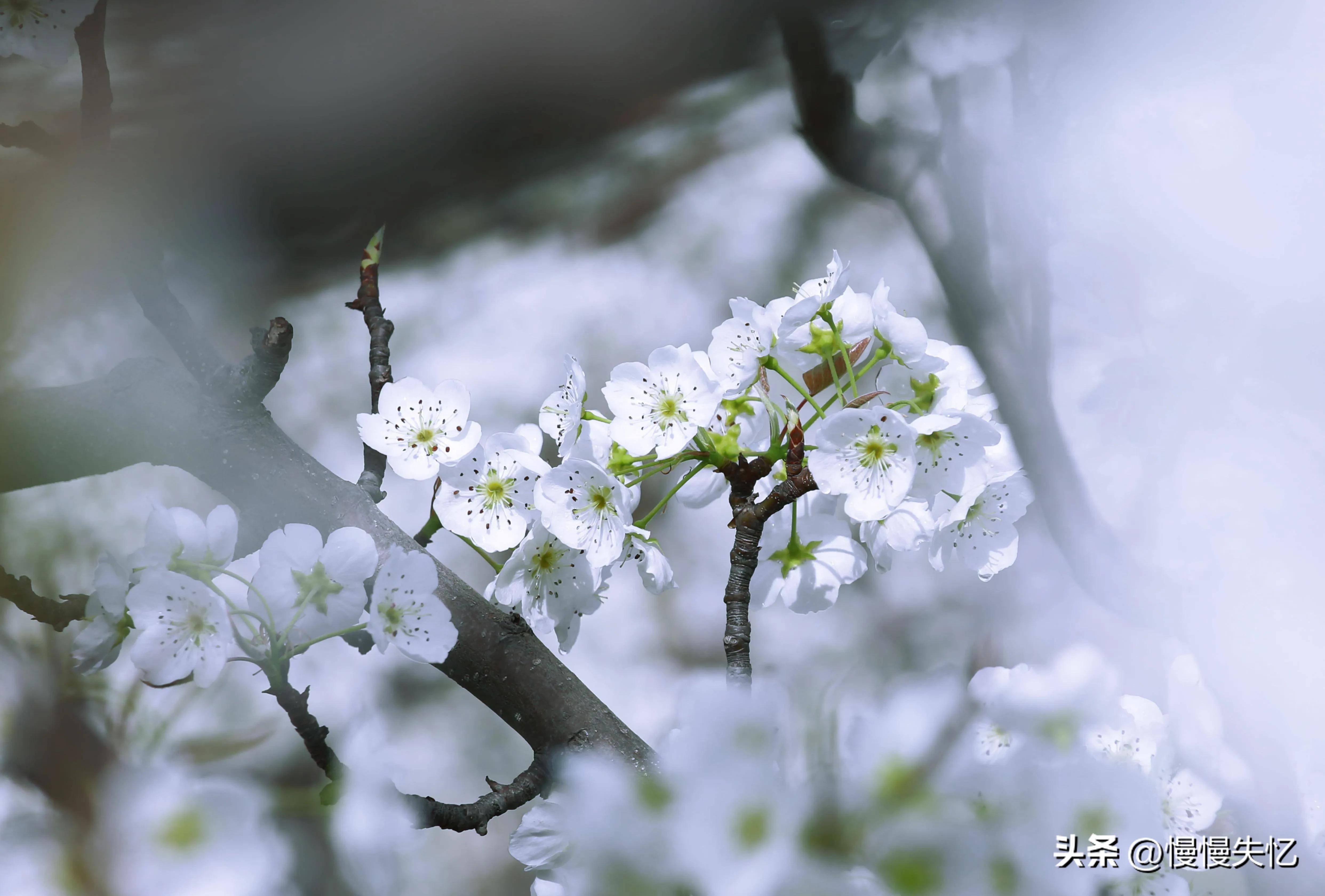 占断天下白，压尽人间花（六首梨花经典诗词）