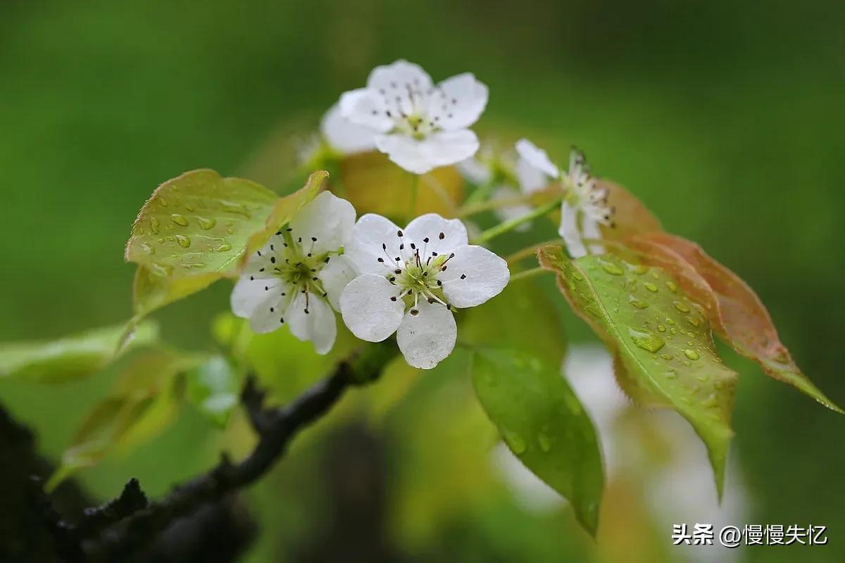 占断天下白，压尽人间花（六首梨花经典诗词）