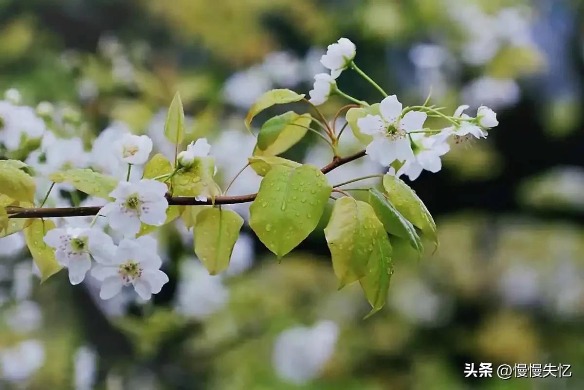 占断天下白，压尽人间花（六首梨花经典诗词）