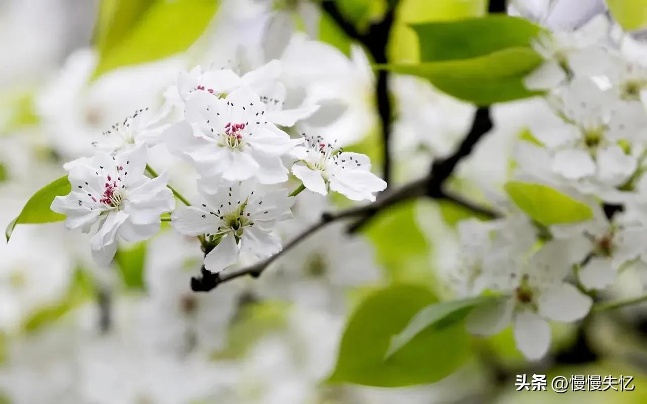 占断天下白，压尽人间花（六首梨花经典诗词）