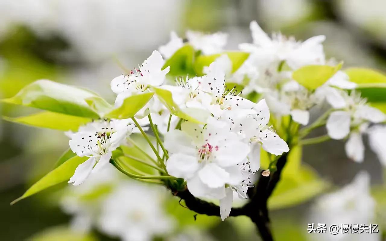 占断天下白，压尽人间花（六首梨花经典诗词）