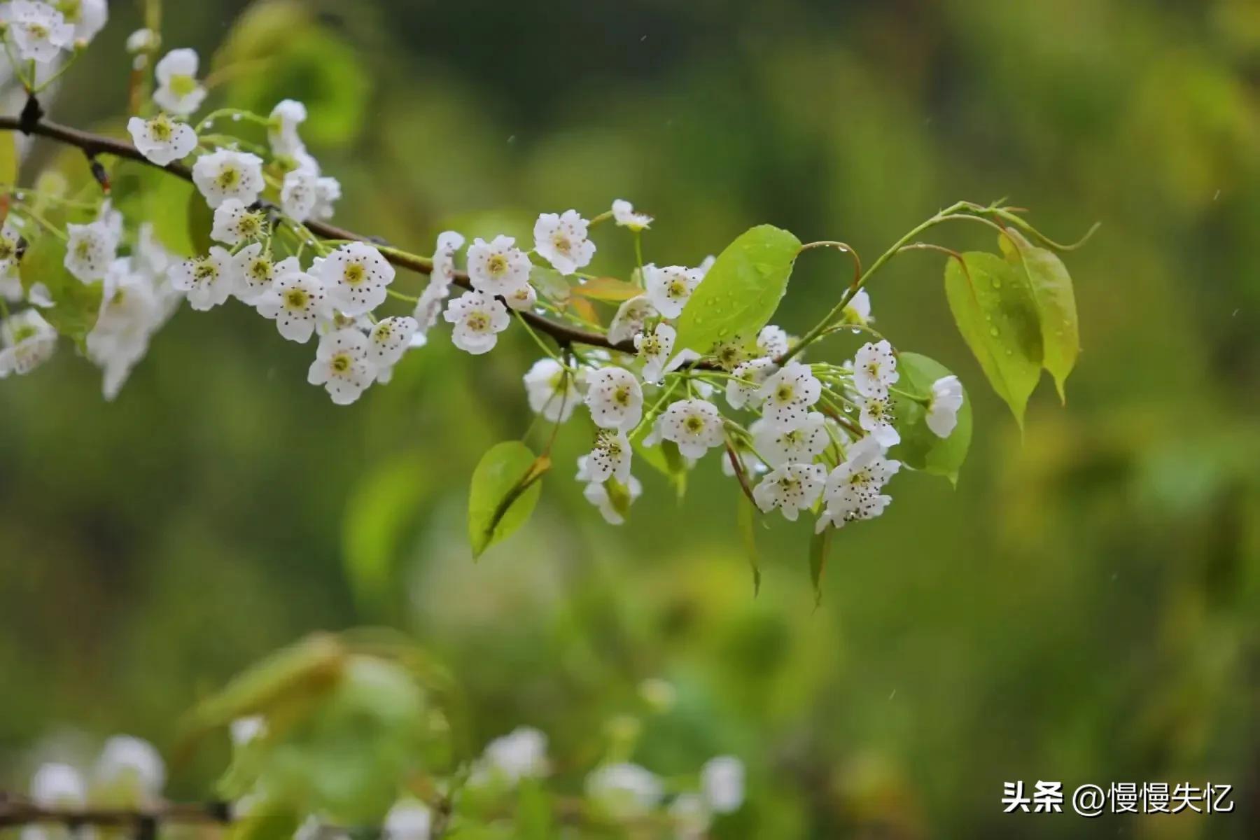 占断天下白，压尽人间花（六首梨花经典诗词）