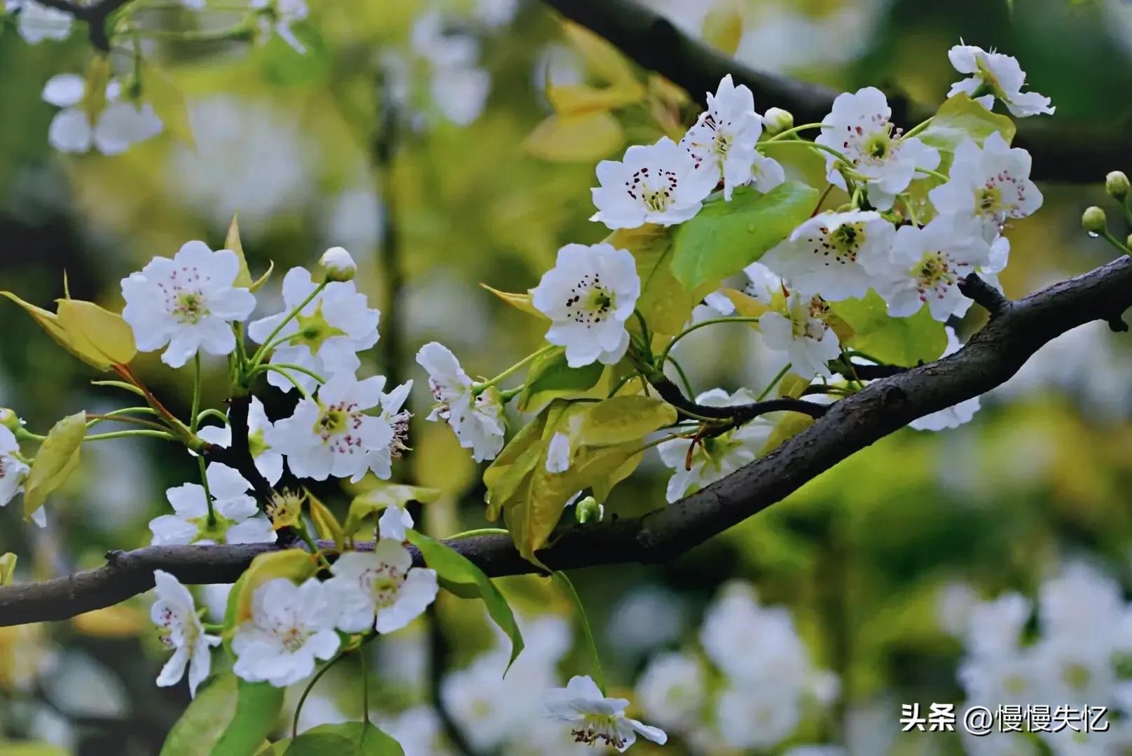 占断天下白，压尽人间花（六首梨花经典诗词）