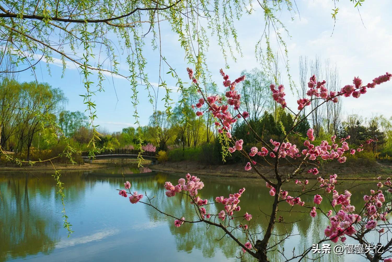 春日唯美古诗大全（草色青青柳色黄，桃花历乱李花香）