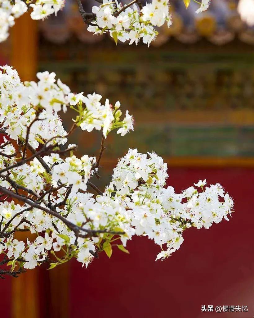 春日唯美古诗大全（草色青青柳色黄，桃花历乱李花香）