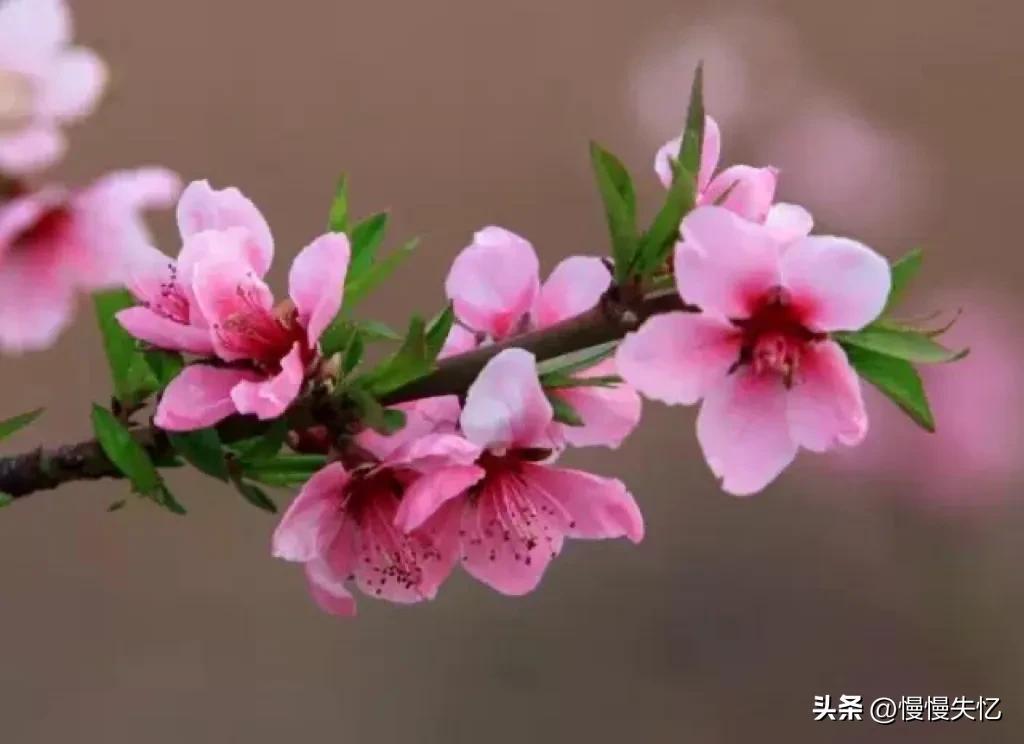 桃花唯美古诗大全（七首宋代桃花诗词）