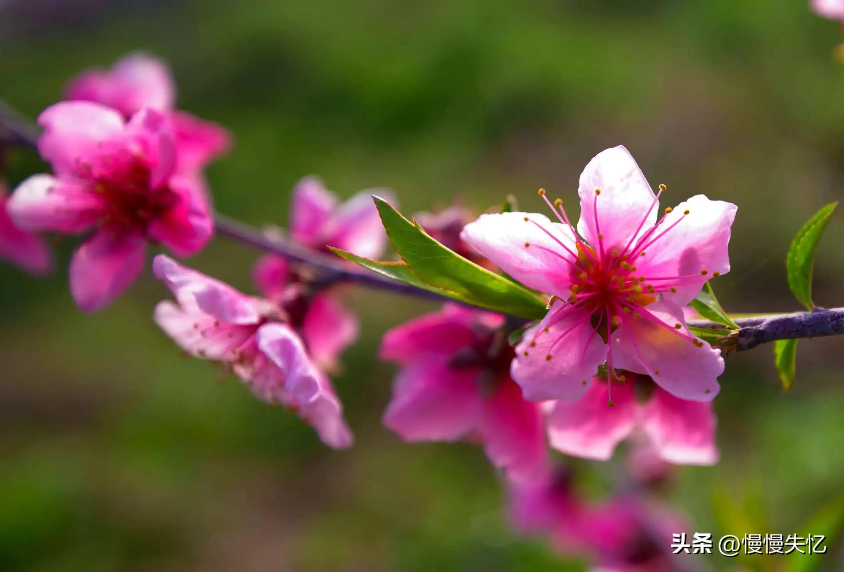 桃花唯美古诗大全（七首宋代桃花诗词）