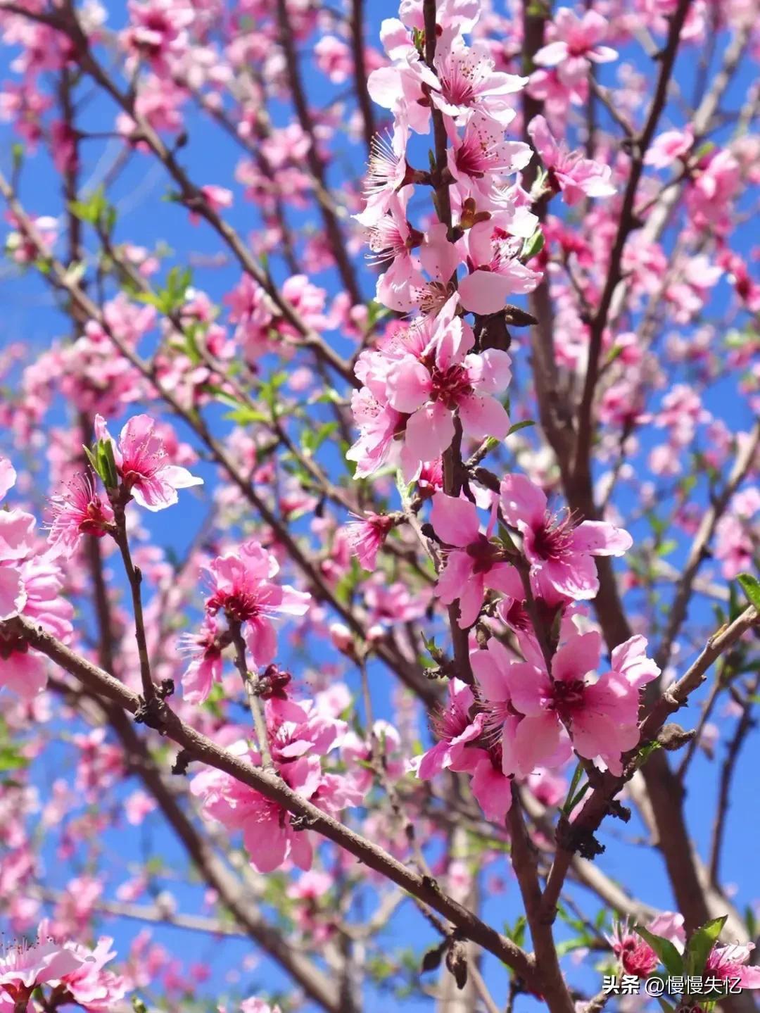 桃花唯美古诗大全（七首宋代桃花诗词）