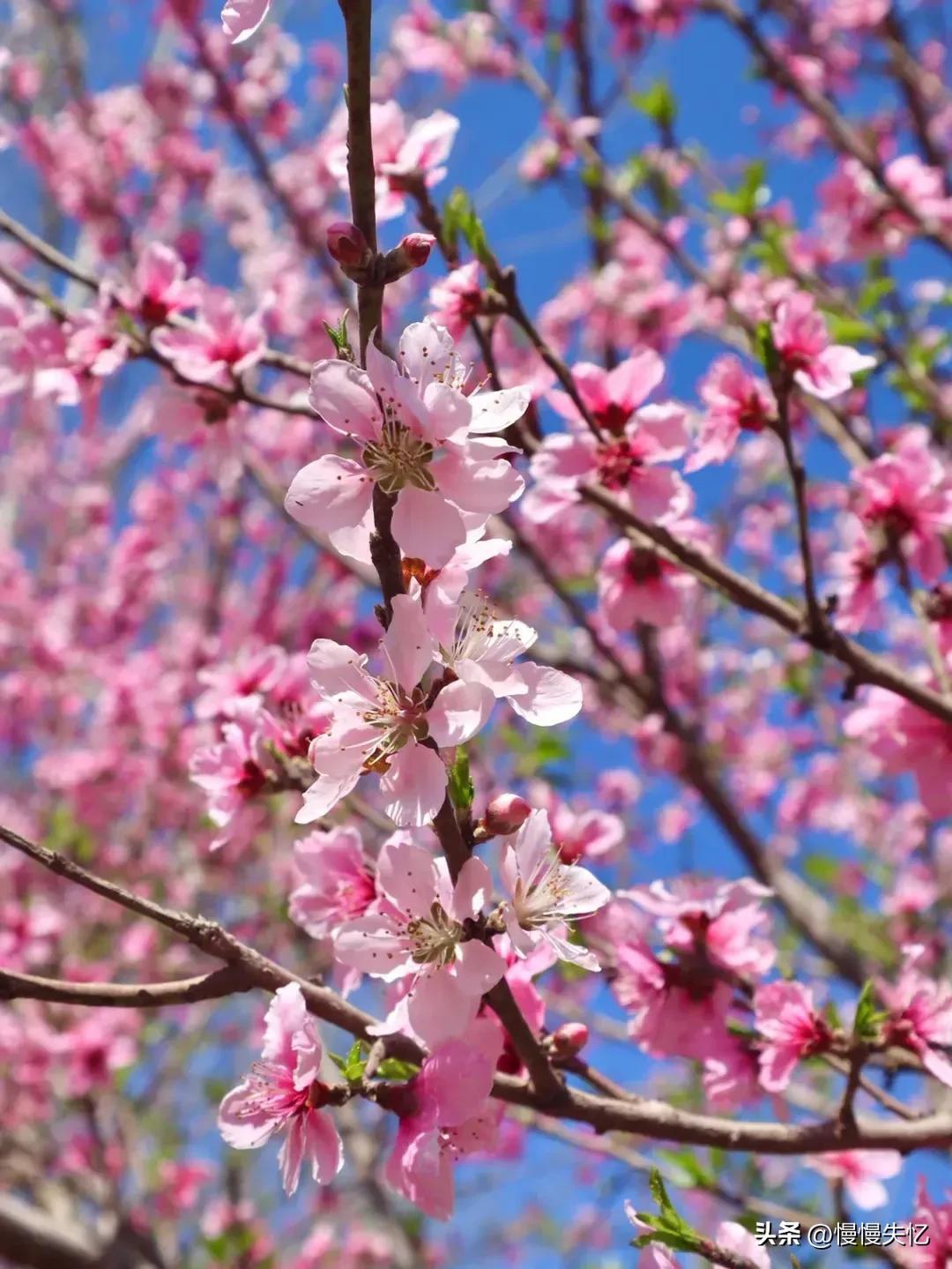 桃花唯美古诗大全（七首宋代桃花诗词）