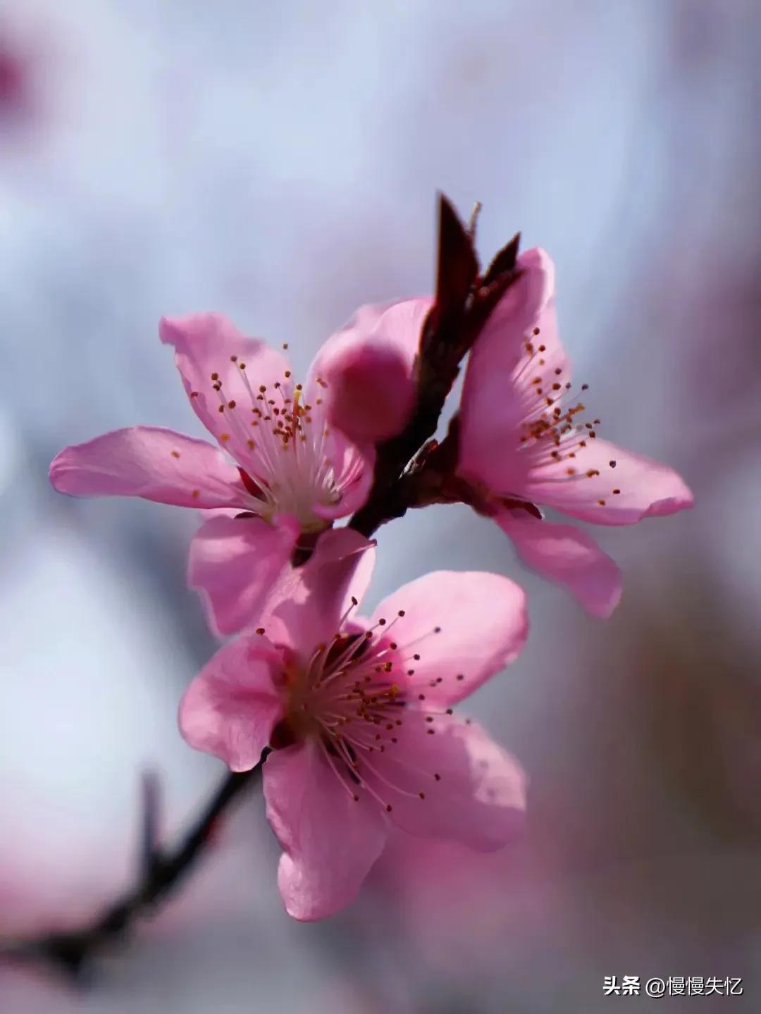 桃花唯美古诗大全（七首宋代桃花诗词）