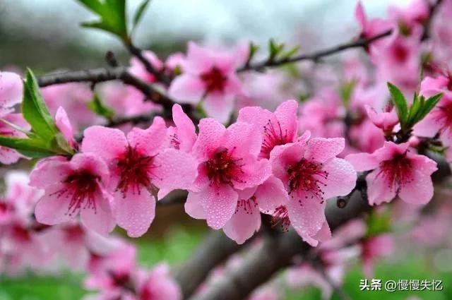 桃花唯美古诗大全（七首宋代桃花诗词）