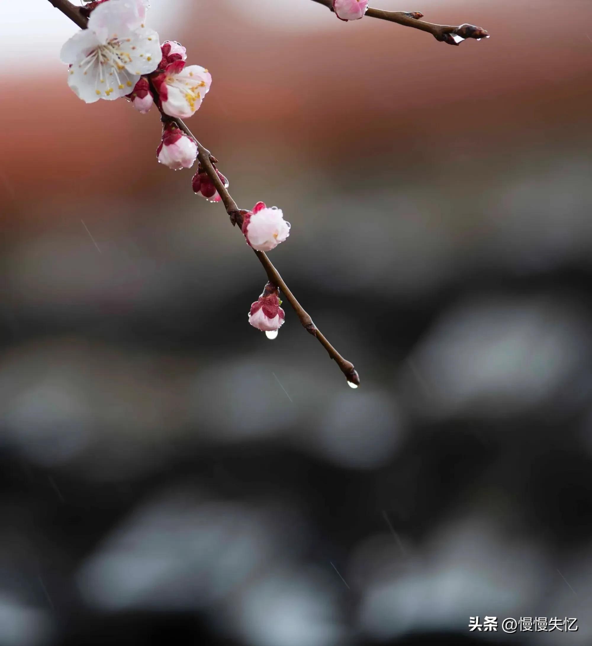 杏花唯美古诗大全（9首宋代杏花诗词）