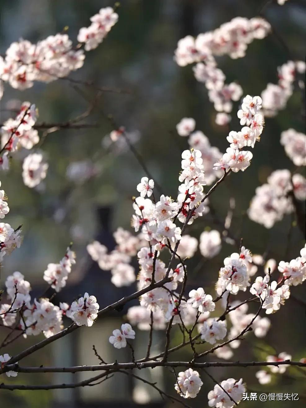 杏花唯美古诗大全（9首宋代杏花诗词）